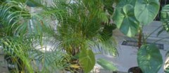 plantas-ornamentais-sao-luis-1376062843