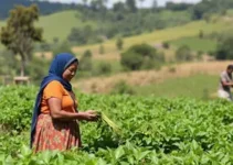feira de mulheres da agricultura familiar