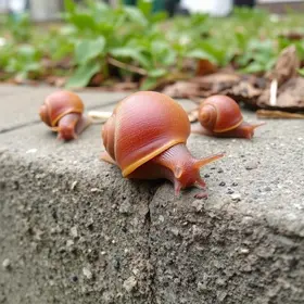 infestação de caramujos