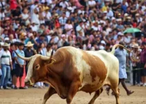Vamos Festejar