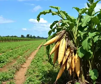 comercialização de mandioca em São Luís